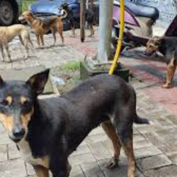 Delhi Education Minister Denies Teachers Assigned to Count Stray Dogs