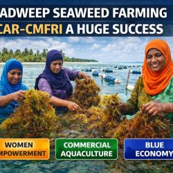 ICAR-CMFRI’s Seaweed Farming in Lakshadweep Becomes Major Success